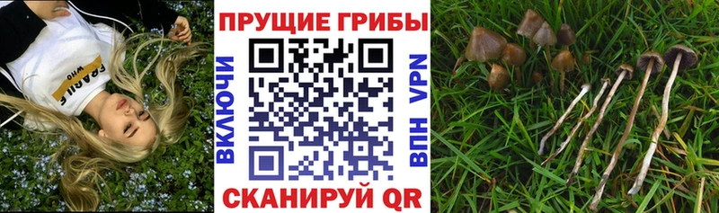 купить наркотик  Пестово  Галлюциногенные грибы Psilocybine cubensis 